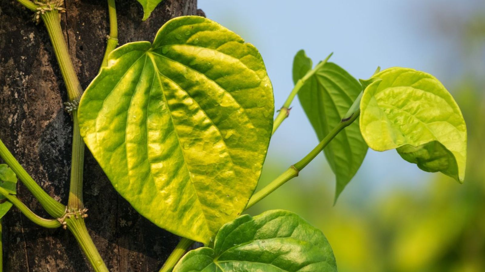 la-trau-khong-co-tac-dung-gi-voi-da-mat-1